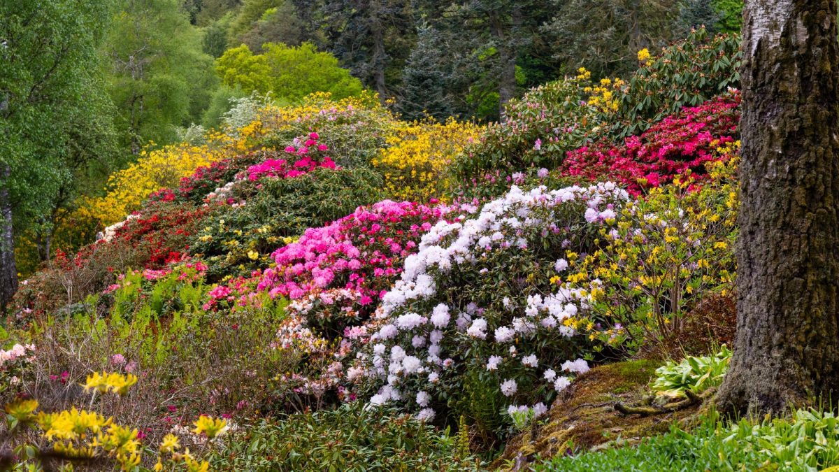 Azaleas